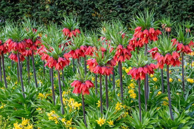 Hovedbilde Fritillaria Red Beauty. Keiserkrone - 1 løk