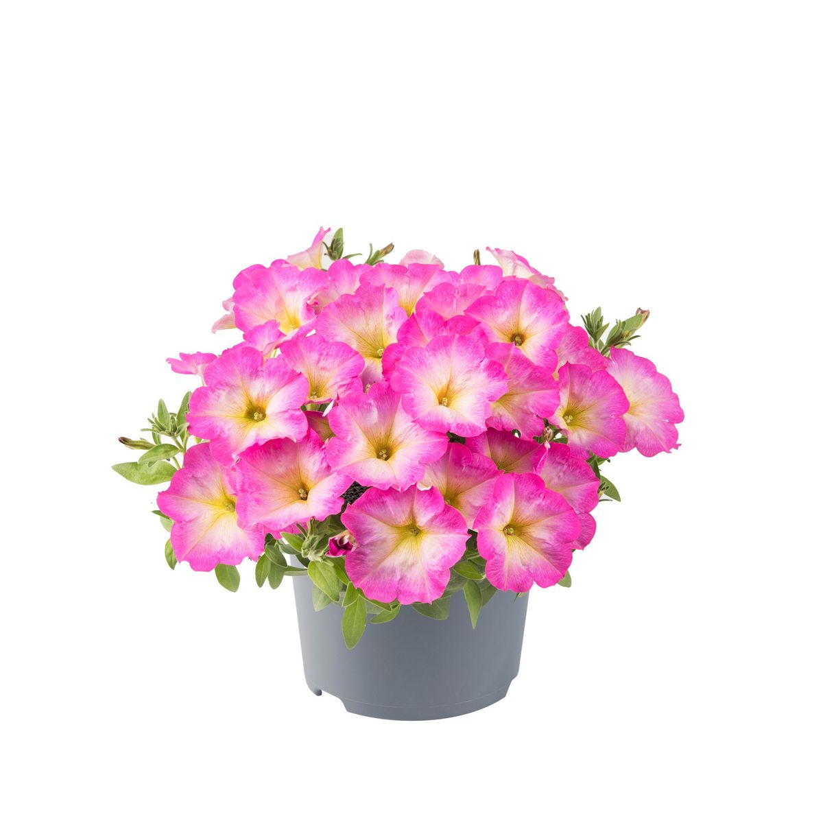 Petunia viva Pink Morn. 1 plante i 10,5 cm potte