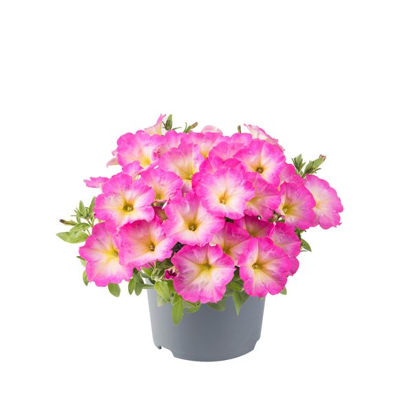 Hovedbilde Petunia viva Pink Morn. 1 plante i 10,5 cm potte