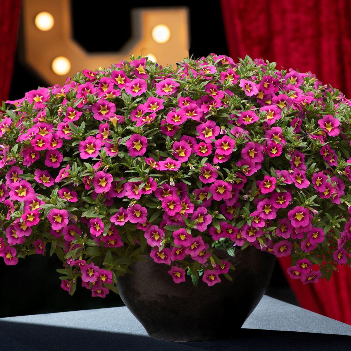 Calibrachoa Cabaret Bumble Bee Pink. Mini-petunia  1 plante i 10,5 cm potte