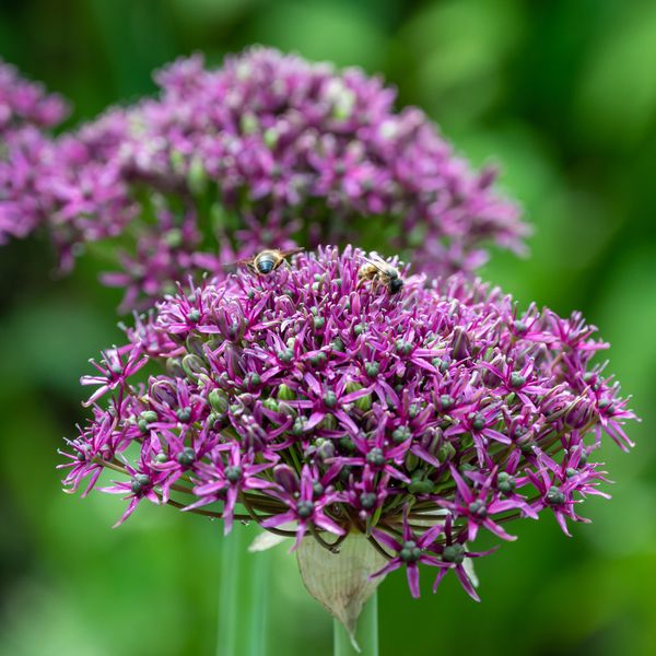 Hovedbilde Allium Magic - 5 løk
