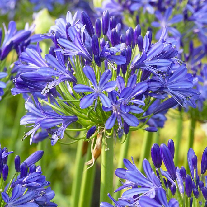 Hovedbilde Agapanthus africanus Headbourne Hybrids - 1 rot