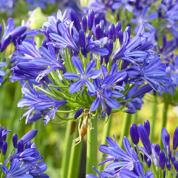 Hovedbilde Agapanthus africanus Headbourne Hybrids - 1 rot