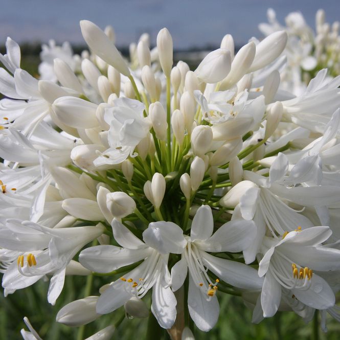 Hovedbilde Agapanthus africanus Polar Ice - 1 rot