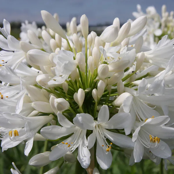 Hovedbilde Agapanthus africanus Polar Ice - 1 rot