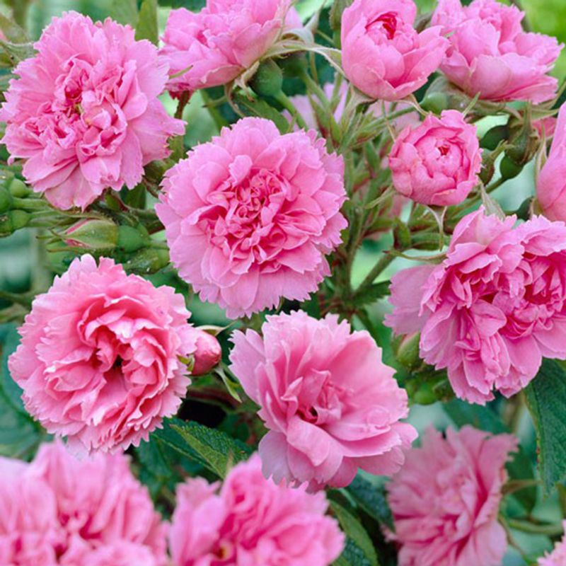 Rose  Pink Grootendorst - Buskrose