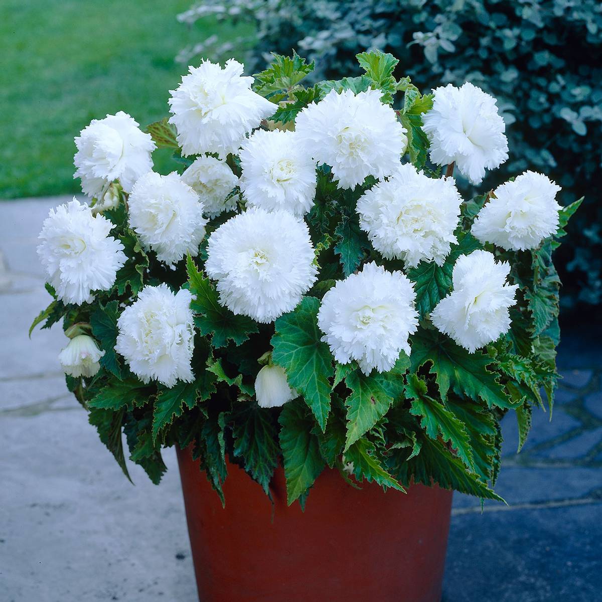 Begonia Fimbriata White, hvit - 3 knoller