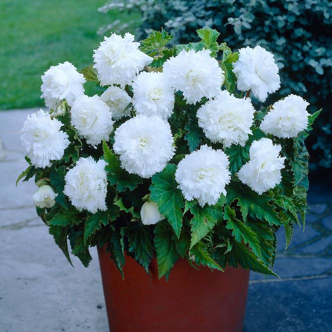 Hovedbilde Begonia Fimbriata White, hvit - 3 knoller