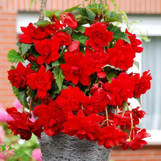 Hovedbilde Begonia Pendula Rød - 3 knoller