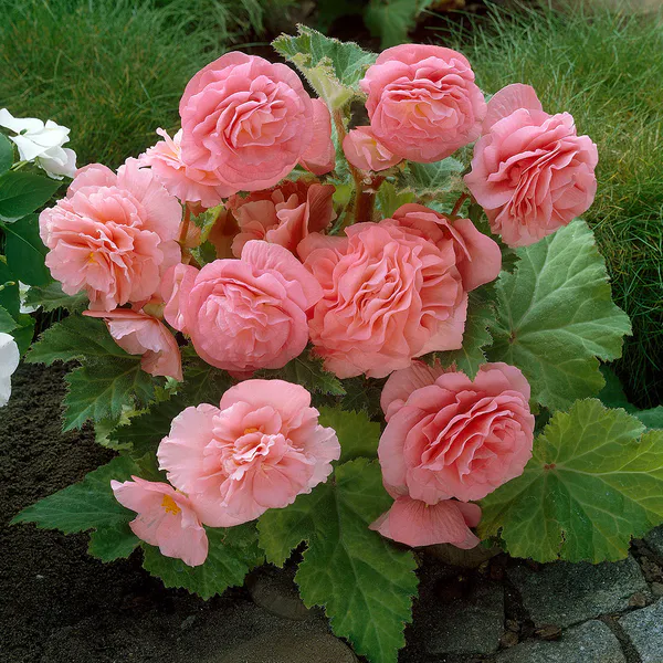Hovedbilde Begonia Non-Stop Rosa - 3 knoller
