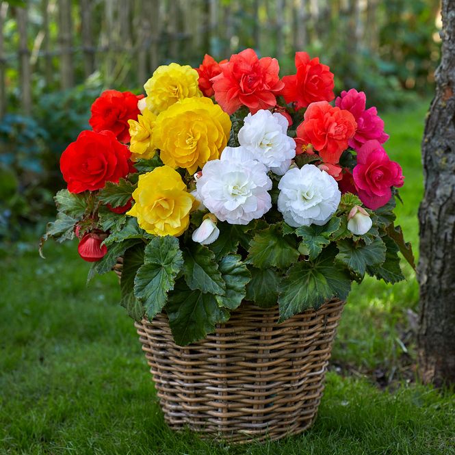 Hovedbilde Begonia Storblomstret Dobbel Mix - 6 knoller