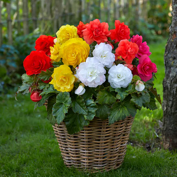 Hovedbilde Begonia Storblomstret Dobbel Mix - 6 knoller