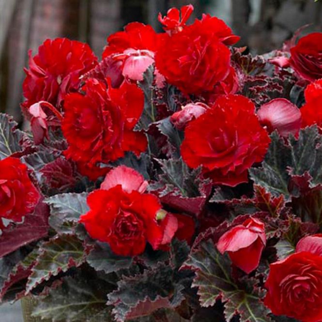 Hovedbilde Kjempebegonia Maxima Multiflora Red - 3 knoller
