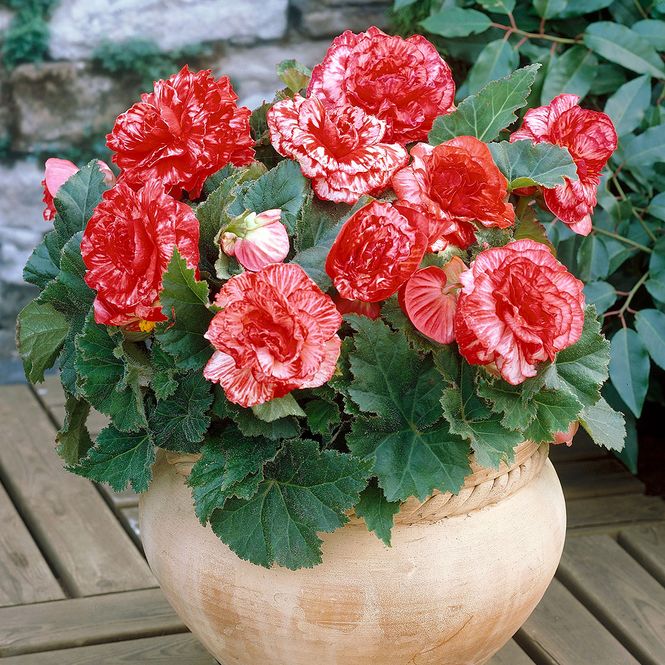 Hovedbilde Begonia Marmorata - 3 knoller