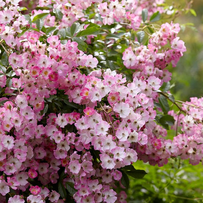 Hovedbilde Rose moschata Ballerina. Buskrose 