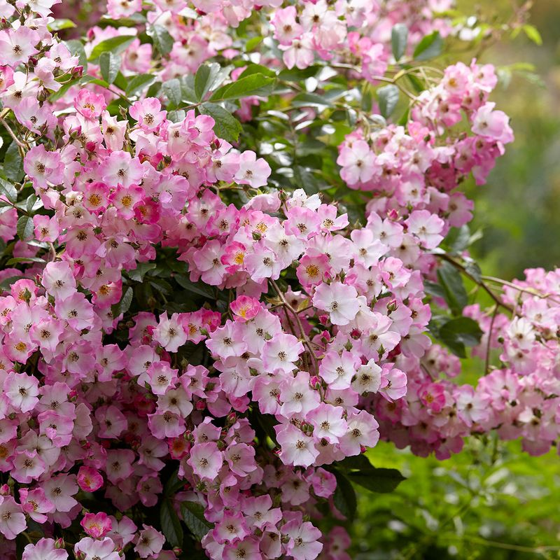 Rose moschata Ballerina. Buskrose 