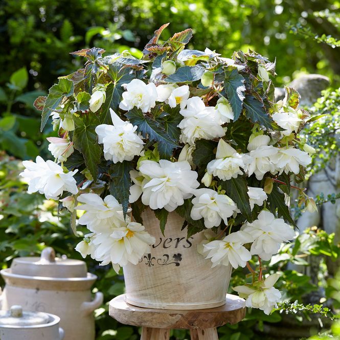 Hovedbilde Begonia Illumination White - 3 knoller