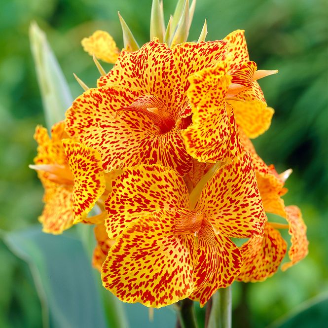 Hovedbilde Canna  Picasso - 1 rot