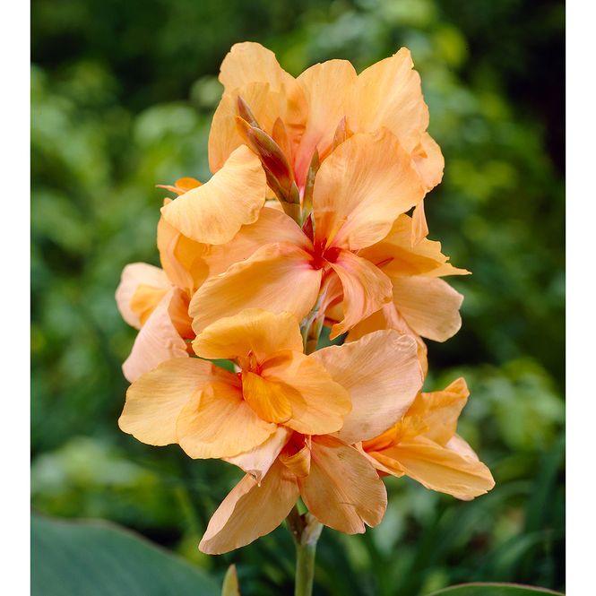 Hovedbilde Canna Apricot Dream - 1 rot