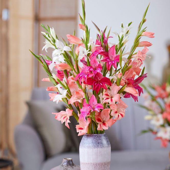 Hovedbilde Gladiolus nanus Mix. Sommergladioler - 10 knoller