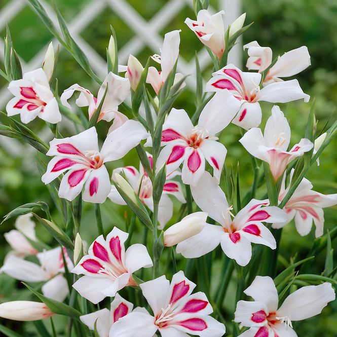 Hovedbilde Gladiolus nanus Prins Claus - 10 knoller