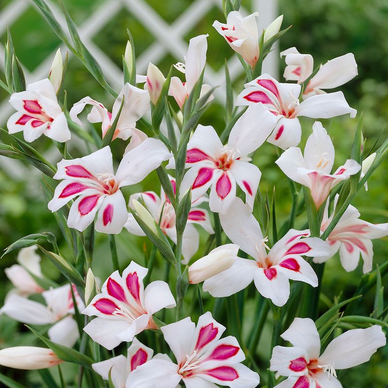 Gladiolus nanus Prins Claus - 10 knoller