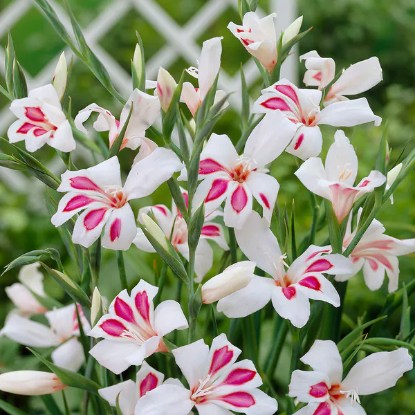Hovedbilde Gladiolus nanus Prins Claus - 10 knoller