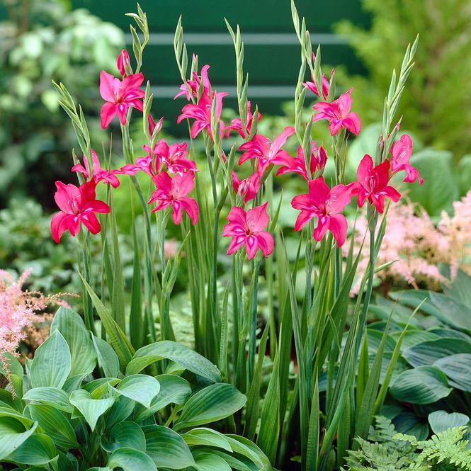 Hovedbilde Gladiolus nanus Robinetta - 10 knoller