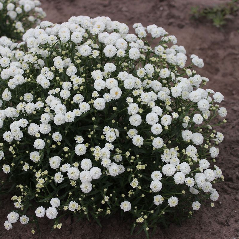 Achillea ptarmica Diadem  Nyseryllik - 1 rot