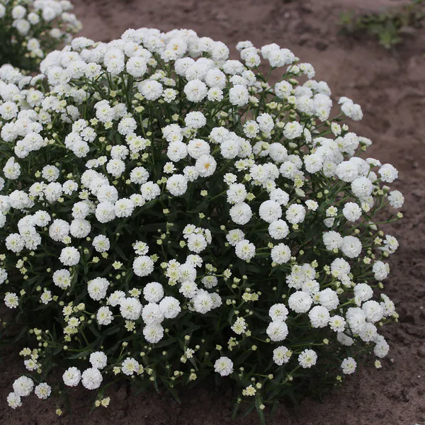 Hovedbilde Achillea ptarmica Diadem  Nyseryllik - 1 rot