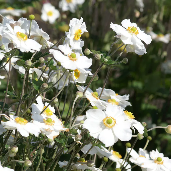 Hovedbilde Anemone Honorine Jobert  Høstanemone - 1 rot