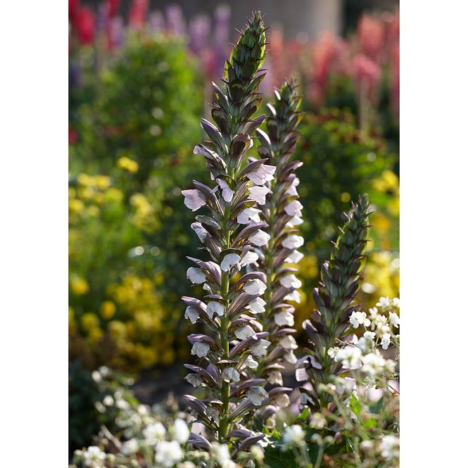 Hovedbilde Acanthus Mornings Candle. Akantus - 1 rot