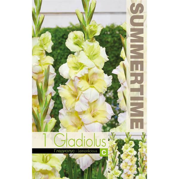 Bilde av GLADIOLUS Lemonlicious - 10 løk