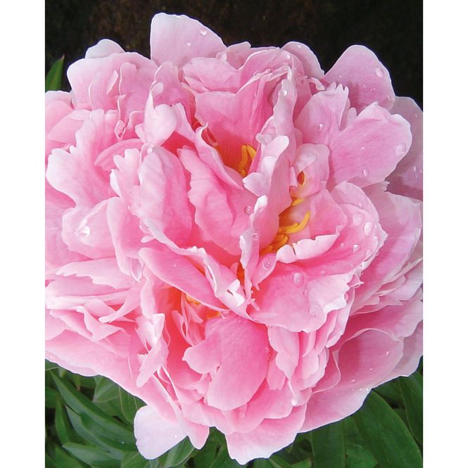 Hovedbilde Paeonia lactiflora Pink Double  Silkepeon - 1 rot ...