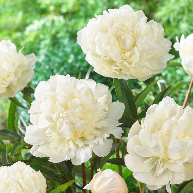 Hovedbilde Paeonia lactiflora White Double. Silkepeon - 1 ...