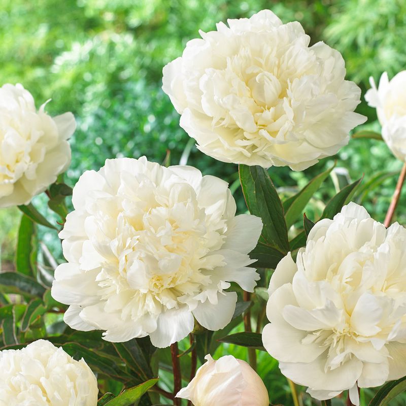 Paeonia lactiflora White Double. Silkepeon - 1 rot