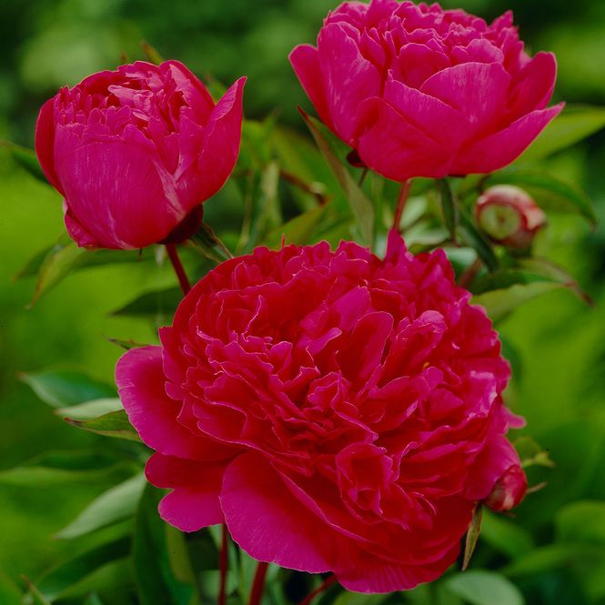 Hovedbilde Paeonia lactiflora Victoire de la Marne. ...