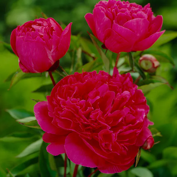 Hovedbilde Paeonia lactiflora Victoire de la Marne. ...