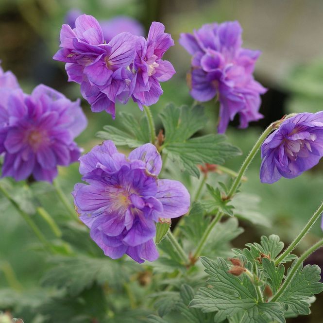 Hovedbilde Geranium Plenum. Praktstorkenebb -  1 rot