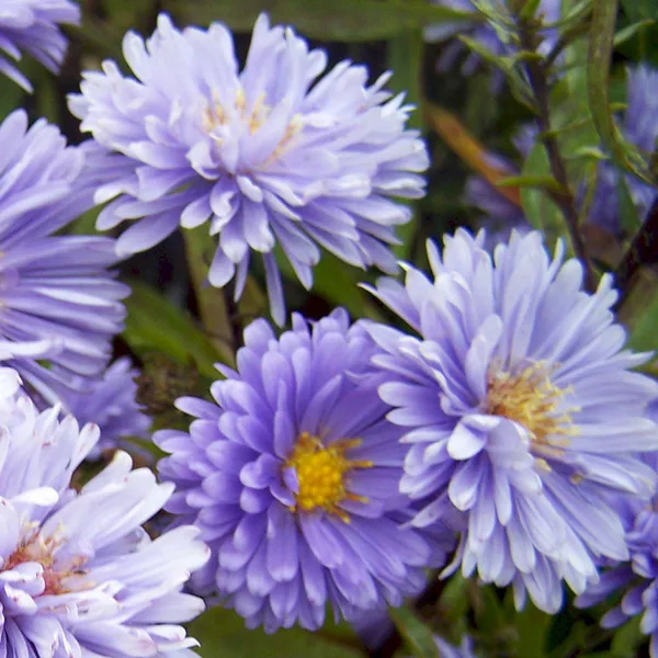 Hovedbilde Aster Marie Ballard  Asters - 1 rot
