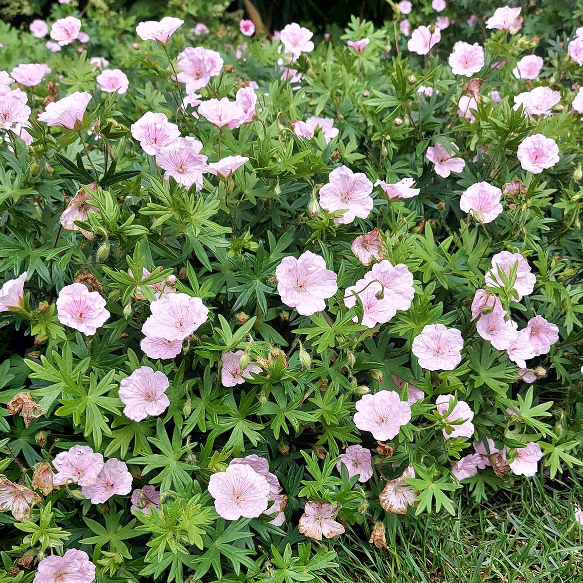 Geranium sanguineum var. striatum. Blodstorkenebb - 1 rot 