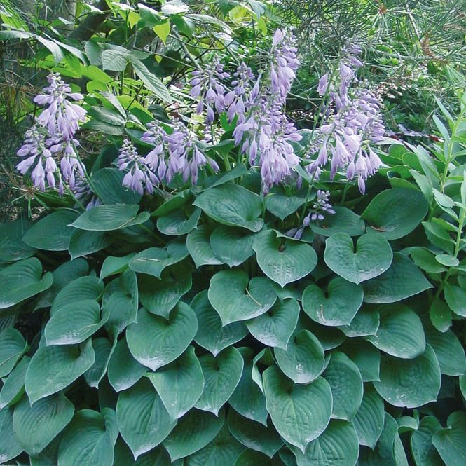 Hovedbilde Hosta Blue Cadet - 1 rot