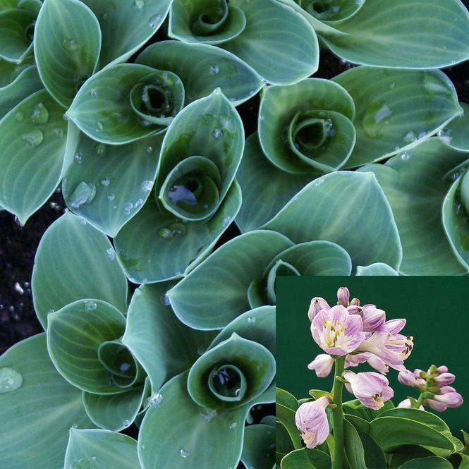 Hovedbilde Hosta Blue Mouse Ears - 1 rot