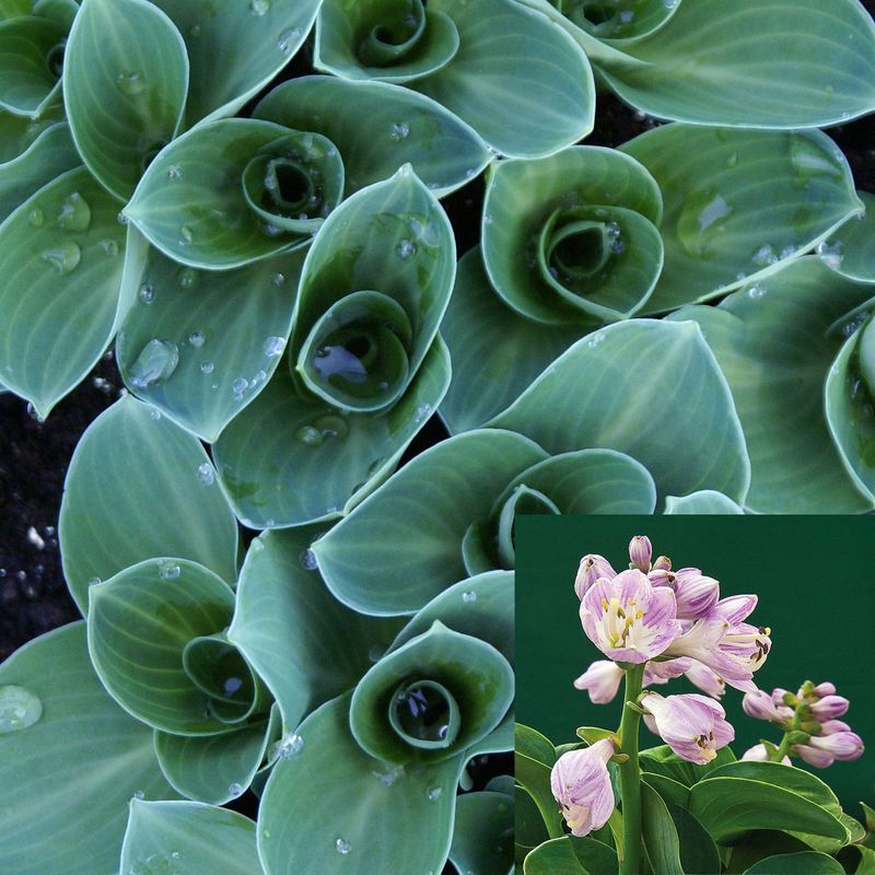 Hosta Blue Mouse Ears - 1 rot