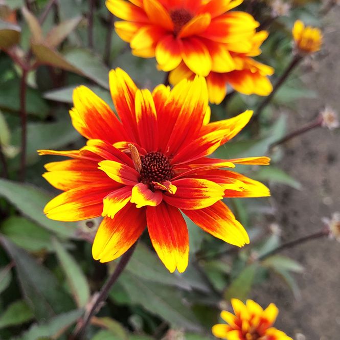 Hovedbilde Heliopsis Sparkling Contrast. Soløye - 1 rot