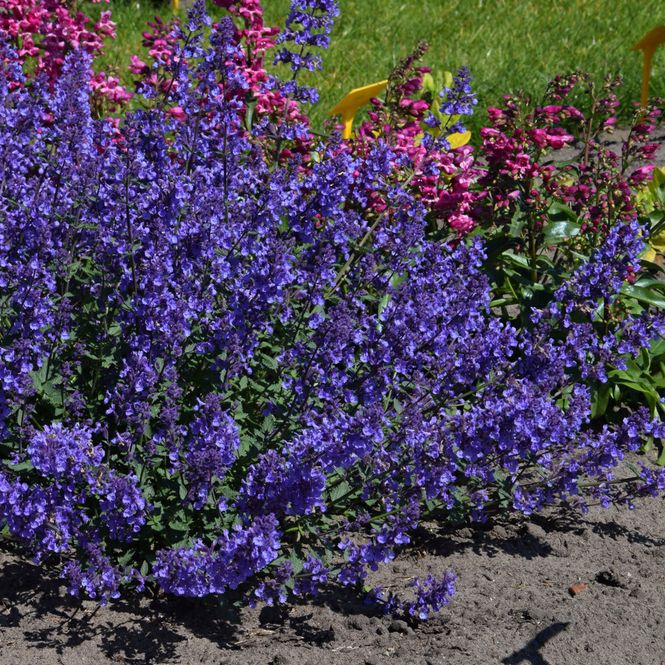Hovedbilde Nepeta Junior Walker  Kattemynte - 1 rot