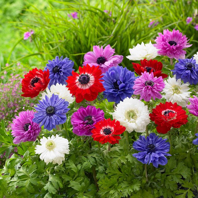 Hovedbilde Anemone Cor. St. Brigid Mix - 10 knoller