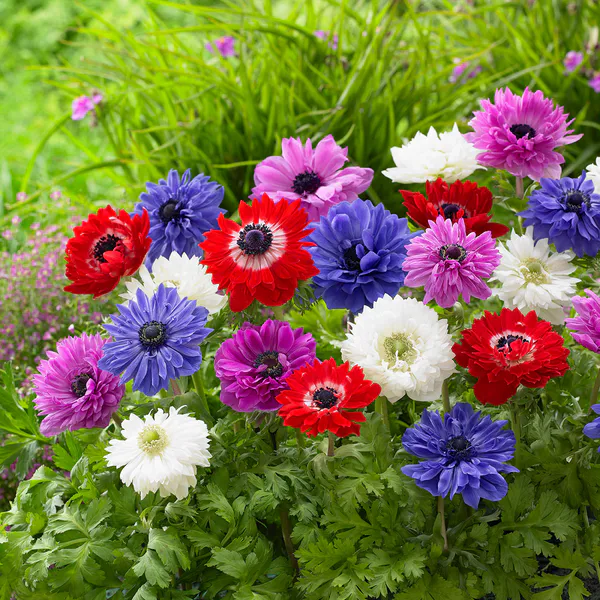 Hovedbilde Anemone Cor. St. Brigid Mix - 10 knoller