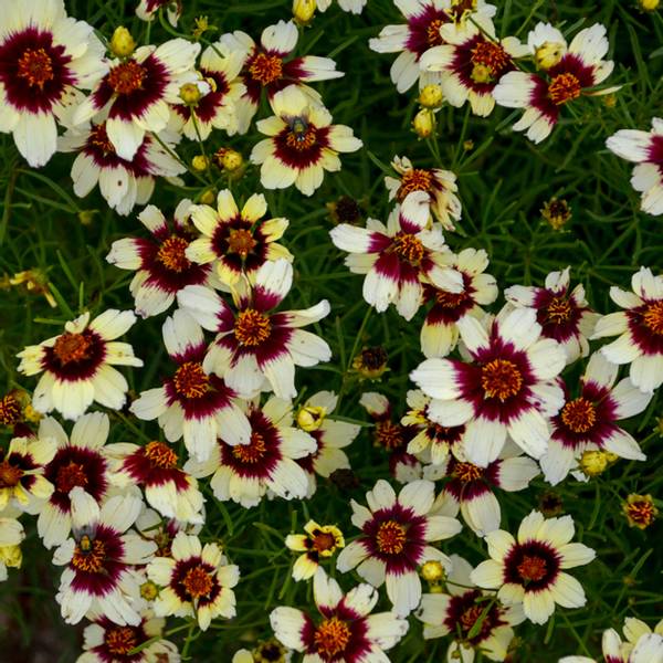 Bilde av COREOPSIS verticillata Red Hot Vanillae