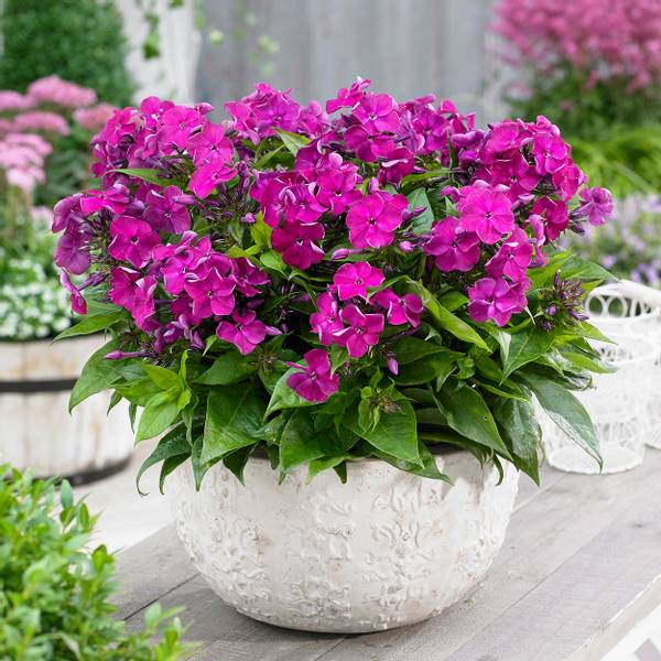 Bilde av PHLOX paniculata Desire. Bambini-serien -